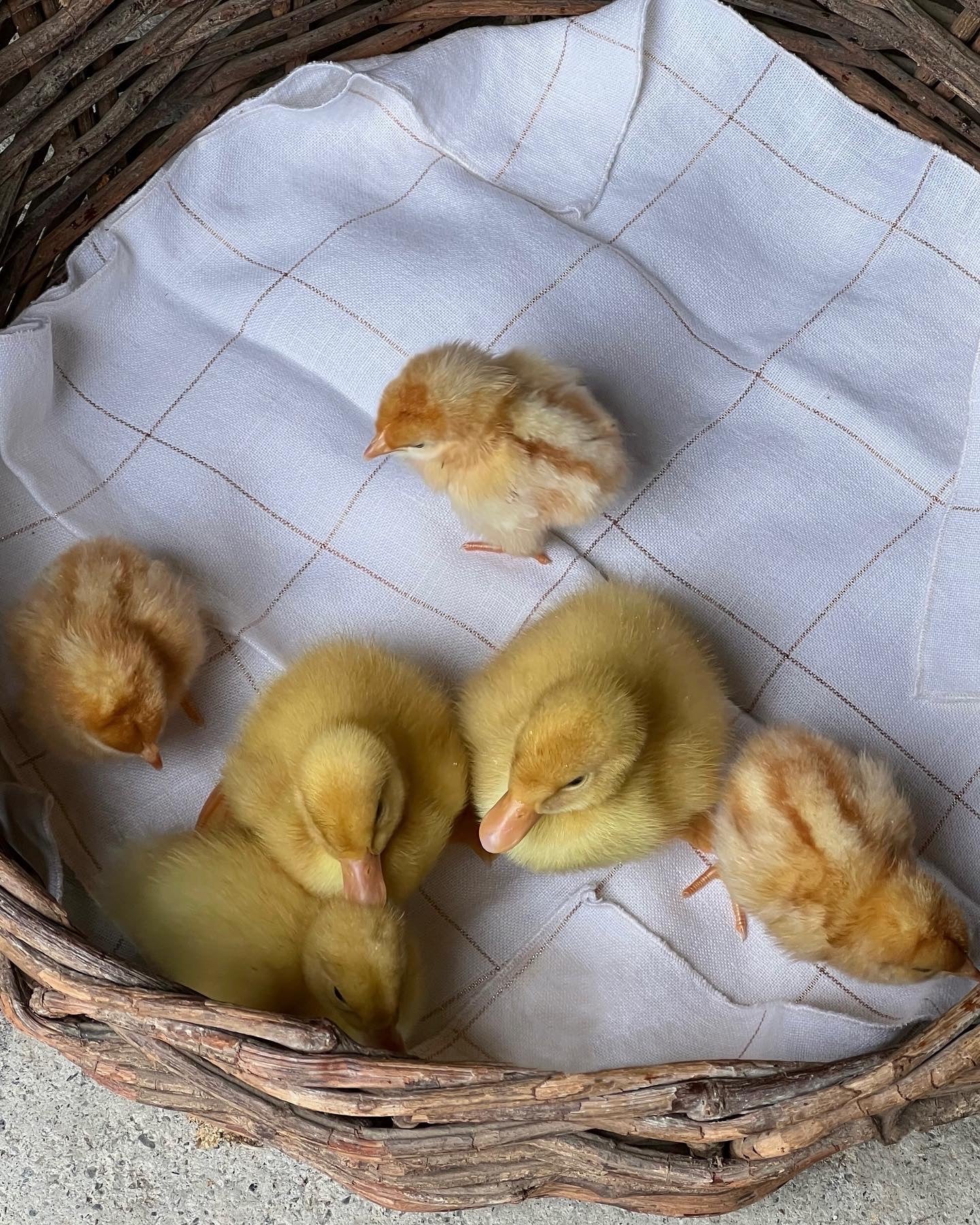 Vintage Linen Napkin